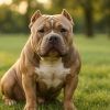 American bully : caractère et conseils clés