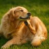Aoûtats chien : remède naturel efficace