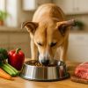 Comment bien nourrir son chien au quotidien