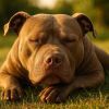 Pitbull : mythe ou chien au grand cœur ?