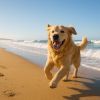 Plages autorisées aux chiens : le guide