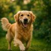 Chiens : stop aux puces et tiques naturellement